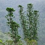 Araucaria bernieri Vekstform