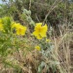 Verbascum undulatum Flower