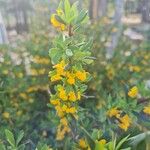 Berberis microphylla Deilen