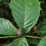 Aulacocalyx caudata Fruit