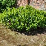 Daphne pontica Flor