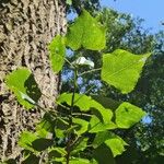 Populus x canadensis Frunză