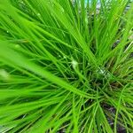 Isolepis cernua 叶