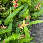 Heliconia hirsuta Flower