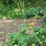 Trollius chinensis Blomst