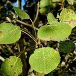 Populus tremuloides Foglia