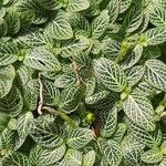 Fittonia albivenisYaprak