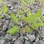 Daucus pusillus Leaf