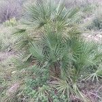 Chamaerops humilis Habitus