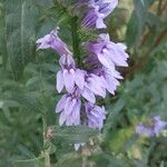 Lobelia siphilitica Flower