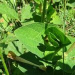 Aristolochia lutea Leaf