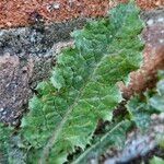 Sonchus asperFeuille