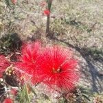 Calliandra tweedieiFleur