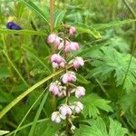 Pyrola asarifolia Blomma