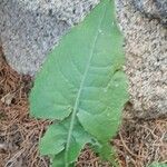 Sonchus oleraceus Blad