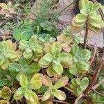 Coleus neochilus Leaf