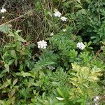 Oenanthe sarmentosa Habit