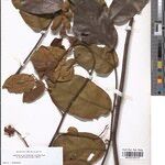 Uvaria smithii Otro