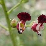 Scrophularia canina Φρούτο