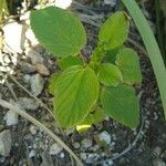 Acalypha alopecuroidea Blatt