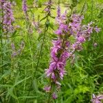 Lythrum salicariaFlower