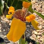 Trimezia juncifolia Flower