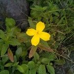 Oenothera fruticosaبرگ