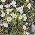 Saxifraga granulata Blomst