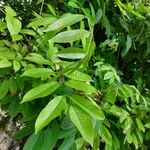 Protium serratum Yaprak