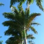 Roystonea regia Hábito