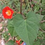 Quamoclit coccinea Likasa