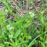 Valeriana woodsiana List