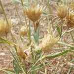 Centaurea salonitanaFlower