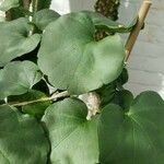 Pyrenacantha malvifolia Folla