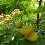 Libidibia coriaria Fruit