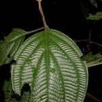 Clidemia septuplinervia Hoja