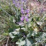 Salvia pratensis Habit