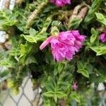 Dendrobium dichaeoides Flor