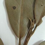 Licaria chrysophylla 其他