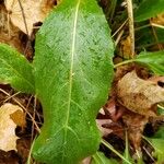 Lepidium latifolium 葉