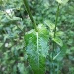 Cirsium oleraceum 葉