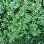 Galium maritimum Leaf