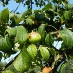 Malus sylvestris Leaf