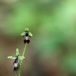 Ophrys insectifera Fula