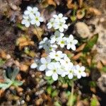 Androsace obtusifolia Fula