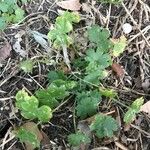 Bowlesia incana Yaprak