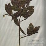 Dodecadenia grandiflora Alia