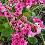 Bergenia crassifoliaFlower