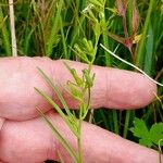 Thesium alpinum Leaf