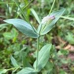Silene behen Likasa
